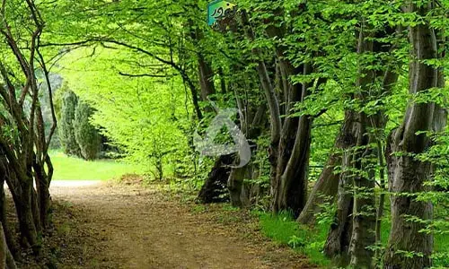 آبشار آهکی و کلبه های جنگلی لفور