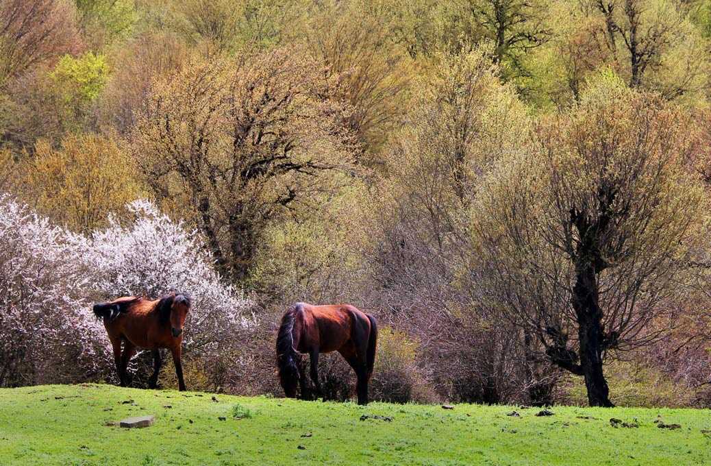 تور جنگل الیمستان بهار 1404